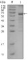 MSH6 Antibody